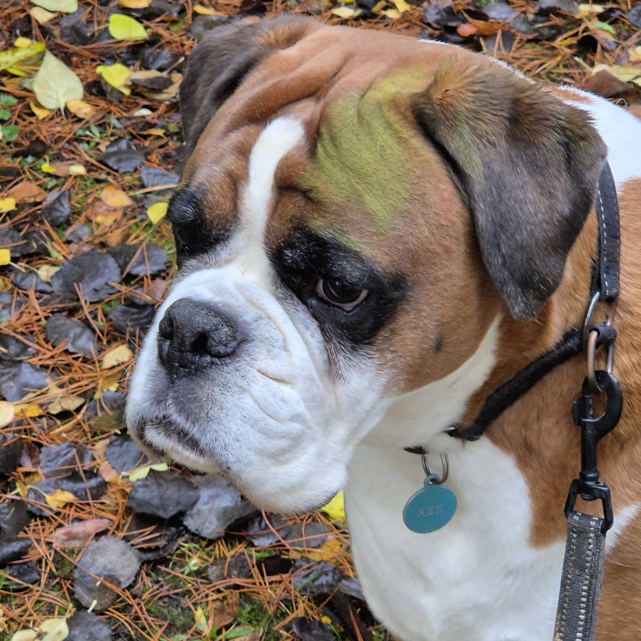 Post from BoxerRex