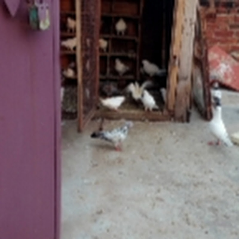 Hire jindagi jind jaan kabootar — Bird Keeping & Avian Care YouTube creator for sponsorships