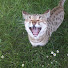 A4HyjIFmt9I-channel-avatar-Katzoid 
