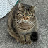 rz9k6me9MO8-channel-avatar-のらねこ