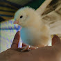 Chiks poultry farm Hubli logo
