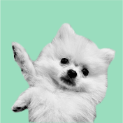 渋谷のポメ吉だす⌘