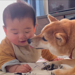 おいもと坊っちゃんの日常　〜うちの柴犬おいも My Shiba Inu Oimo〜