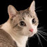 NidQZIXUiI4-channel-avatar-Cat World Tv