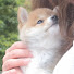 xP0XRrMgzQs-channel-avatar-まめたび〜豆柴4兄妹とキャンプの旅〜