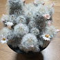 백성