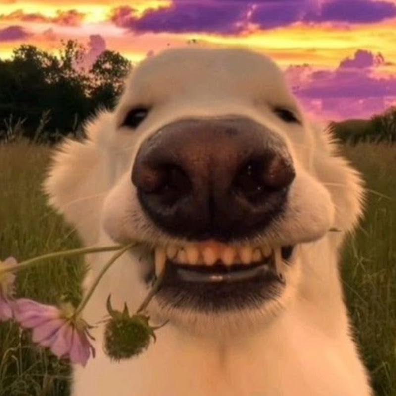 Funny_Pets23