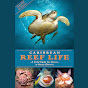 Caribbean Reef Life
