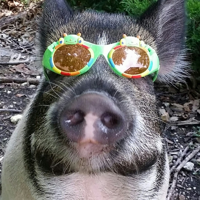 PigParent1
