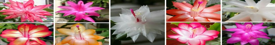Amor por flor de maio Avatar channel YouTube 