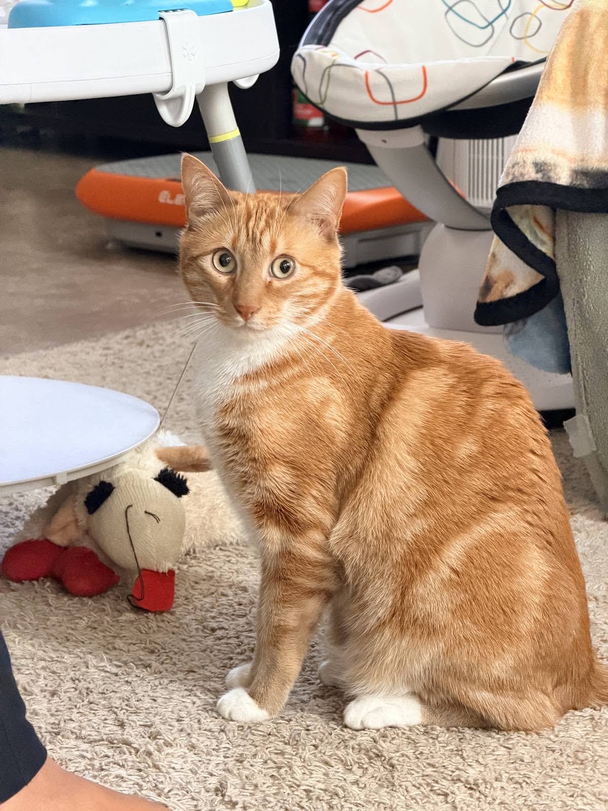 Post from Seven The 🍊 Kitty & Fam - YouTube