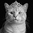 @5thAvenueCat