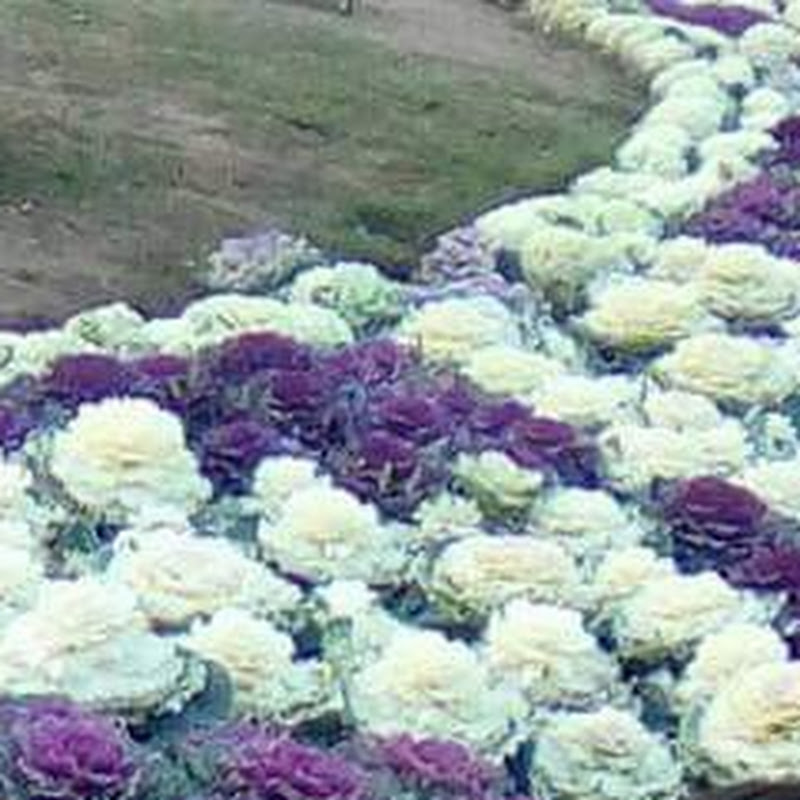 my dream is gardening 