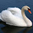 @Swan_Swan99