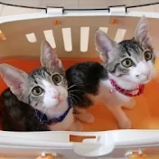 我が家のワカヤマ