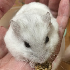 メルサちゃんねる MERUSA Channel