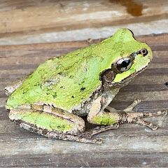 中学受験をより効率的に攻略していく研究所アイコン画像