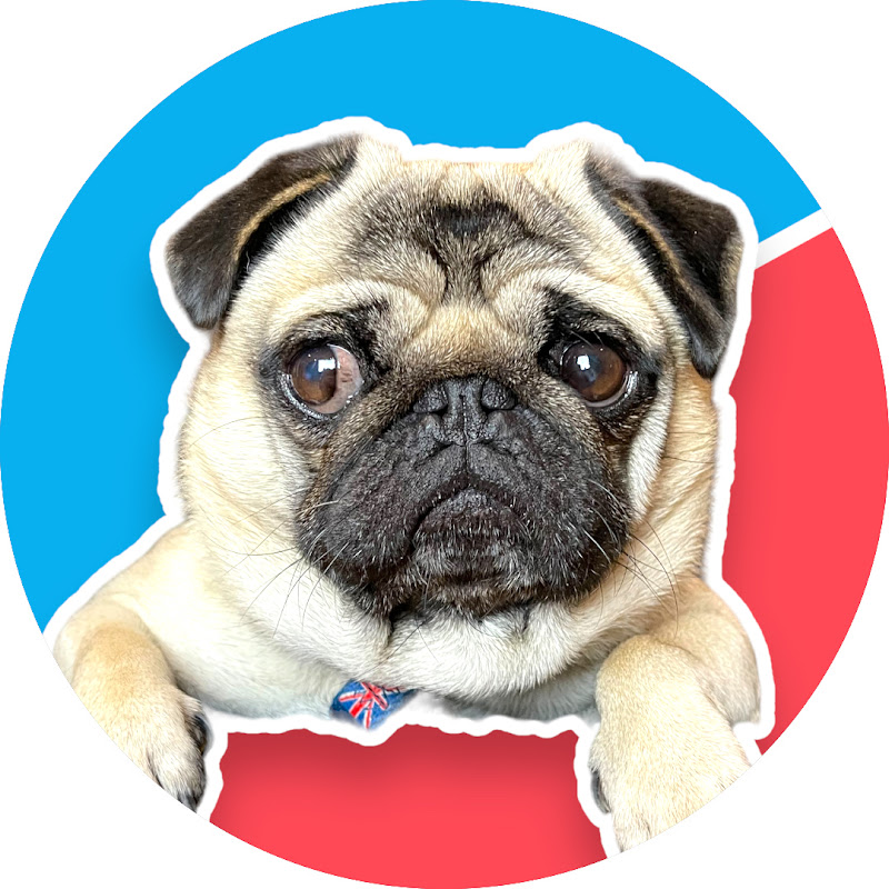 Pangpang the Cute Pug