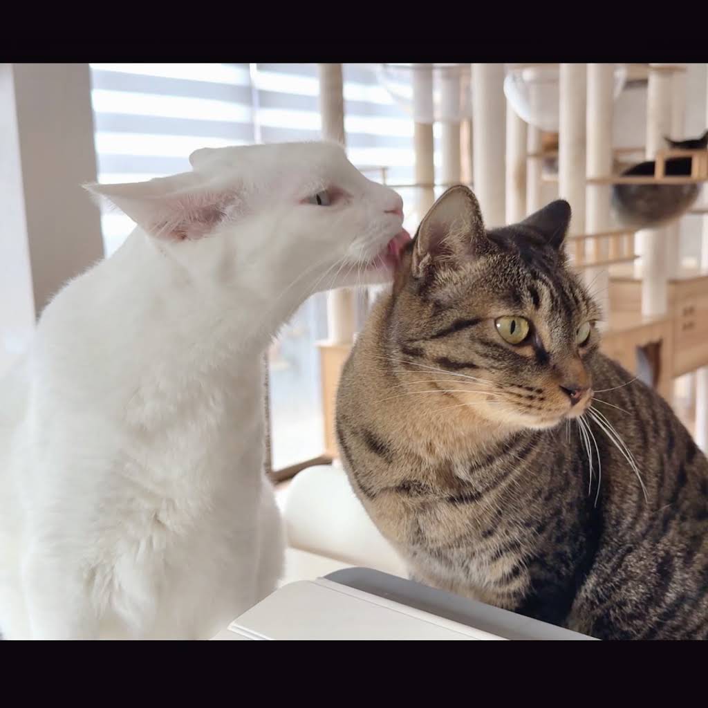 ねこまるけ / Full of cats - YouTube