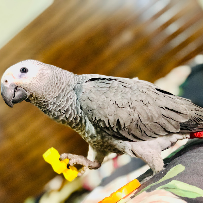 Hire Paws & Feathers  — Cat Care & Behaviour YouTube creator for sponsorships