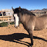 pCjI3eBWGEc-channel-avatar-AZ Horseman