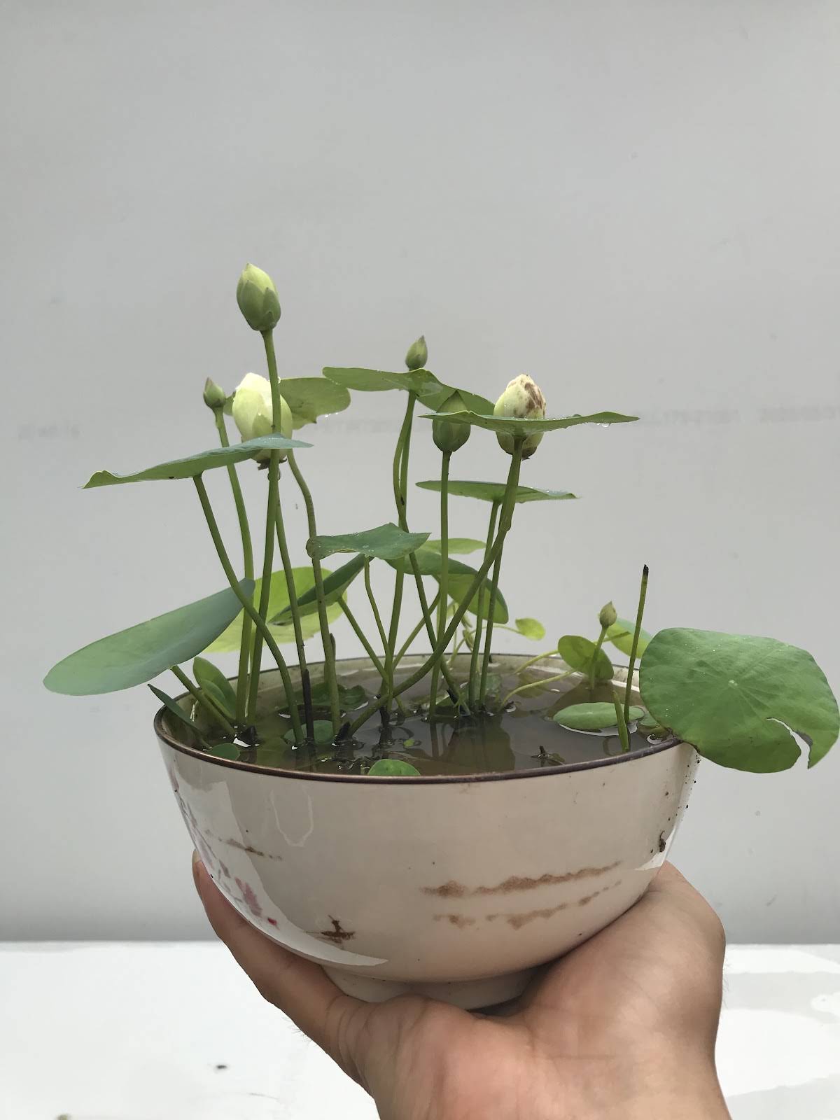 【中古】 EAST vol.45 蓮と植物 Lotus & Plant YouTube
