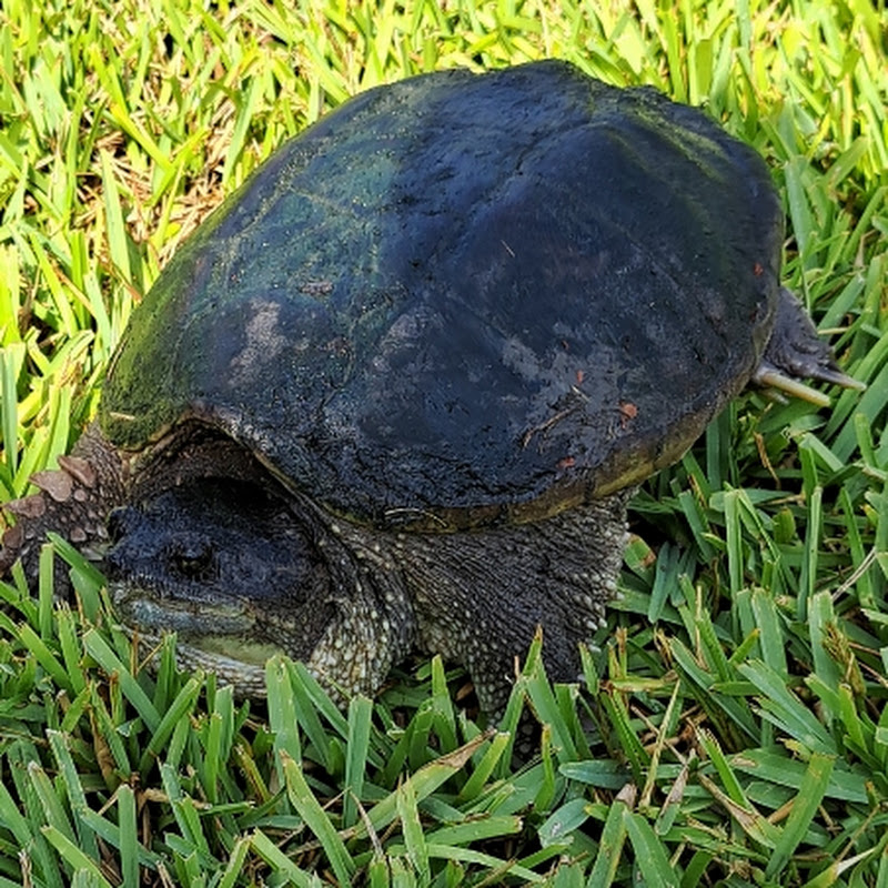 Houston Reptile Haven