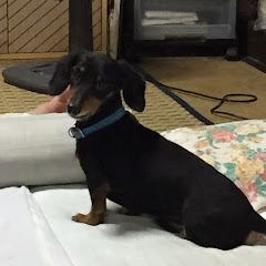 麻真 紅夜