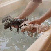 もしも、ドラゴンを飼えたら...