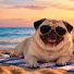 WSDaVCaLhug-channel-avatar-So Podd is Pug