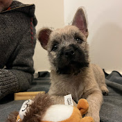 Being Basil The Cairn Terrier