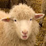 5u2ZqBccO2U-channel-avatar-Ambry Acres