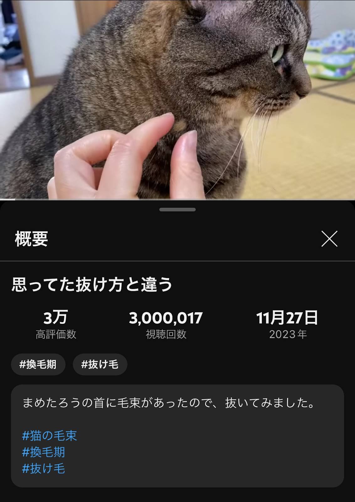 Nekojima Mametaro - YouTube