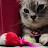 @PYPandPouches's avatar