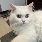 Hello Luna