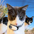 vQ82ew-deEY-channel-avatar-Purr With Us 