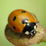 6Sxw9UNc41U-channel-avatar-Under the Leaf - Insect Videos