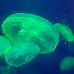 欢乐分享アイコン画像