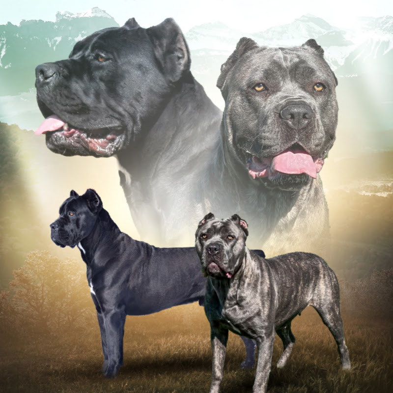 Veritas Cane Corso