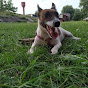 Jack Russell YouTube Profile Photo