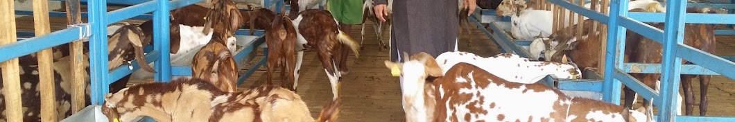 Alam Goat Farm यूट्यूब चैनल अवतार