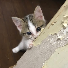 ネム