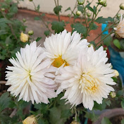 Gardening for beginners 