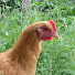 zyKKTf9I1s8-channel-avatar-Cornfed Lady Homestead 