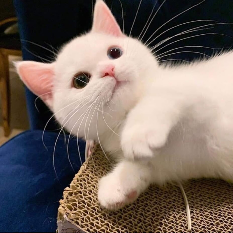 귀여운 고양이