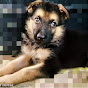 Stella The German shepherd - @stellathegermanshepherd6228 YouTube Profile Photo