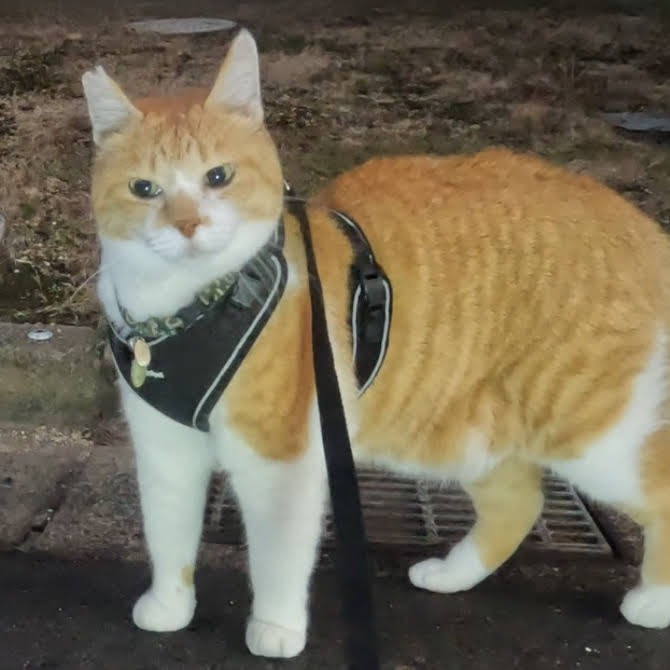 ChaCha: The Former Stray Cat - YouTube