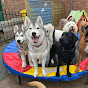 In the Playhouse Doggie Daycare YouTube Profile Photo