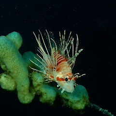 ハーメルンアイコン画像