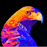bagxgLjeMXk-channel-avatar-Vik the eagle
